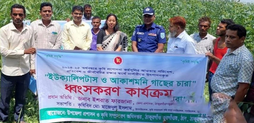 Eucalyptus, akashmoni saplings felled in Thakurgaon to safeguard environment