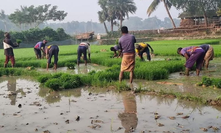 Target fixed to transplant Aman seedlings on 17,107 hectares in Khulna region