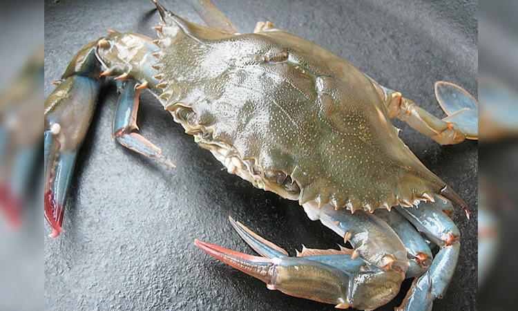 Satkhira’s soft-shell crab attracts global market