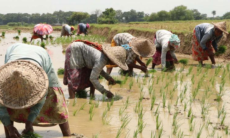 Aman paddy transplantation underway amid frequent rainfall in Rajshahi