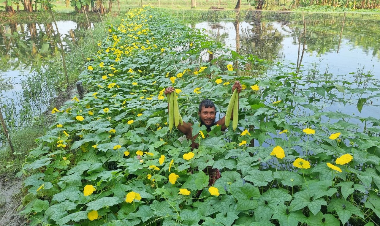 Alam Sheikh becomes self-reliant through ridge gourd cultivation in Khulna