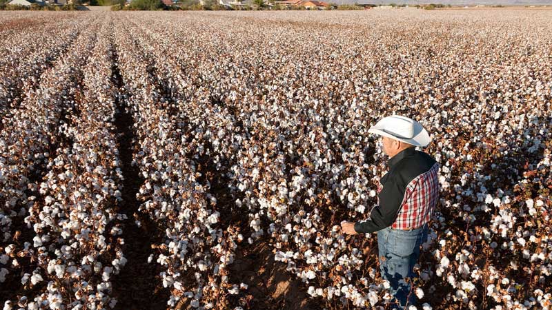 US cotton producers seek direct tie-up with Bangladesh textile sector