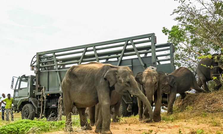 Three Sri Lankan elephants killed in blow to conservation efforts