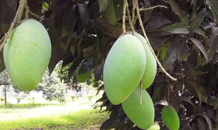 Mango intercropping increases overall crop production, improves soil fertility