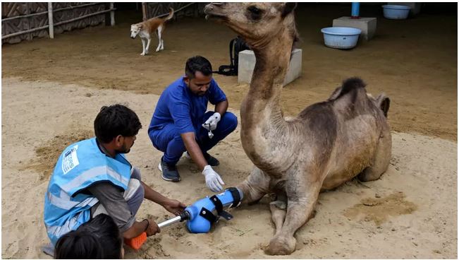 Pakistani camel relearns to walk with prosthetic leg