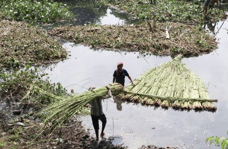 Frequent rainfall makes jute decomposing easier in Rajshahi
