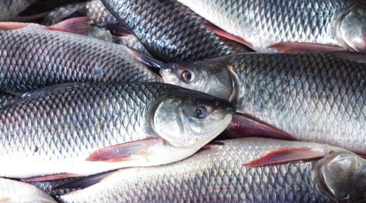 National Fisheries Week 2025 begins tomorrow in Khulna 