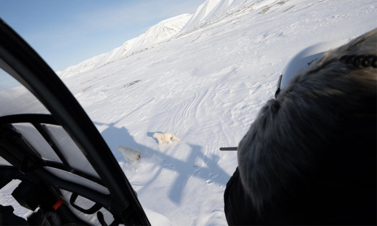 The eye-opening science of close encounters with polar bears