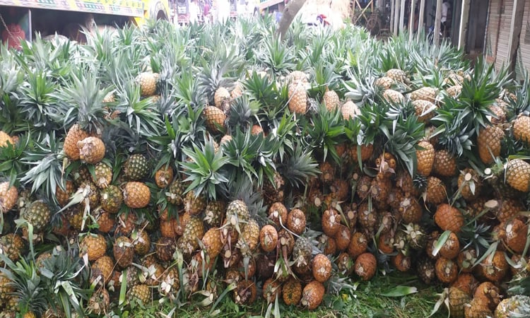 DAE hopes Tk 200cr pineapple trade amid bumper yield in Tangail