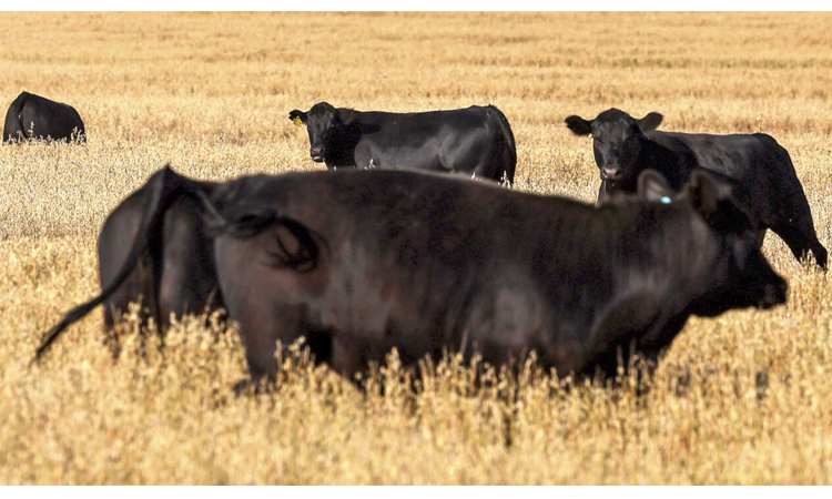 Australia lifts trade barriers on US beef