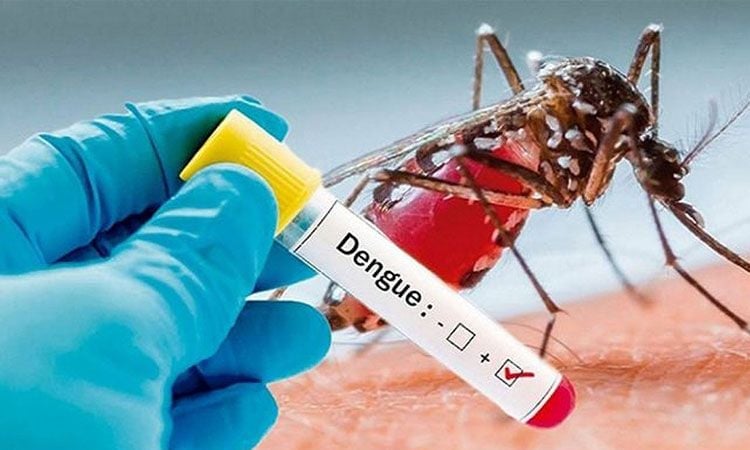 Three dengue patients die, 331 hospitalized in last 24 hrs