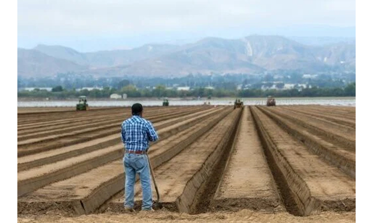 Trump immigration raids threaten US food security, farmers war