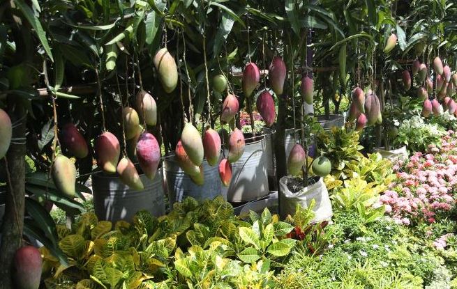 1.69m saplings worth TK 14.79 cr sold in National Tree Fair