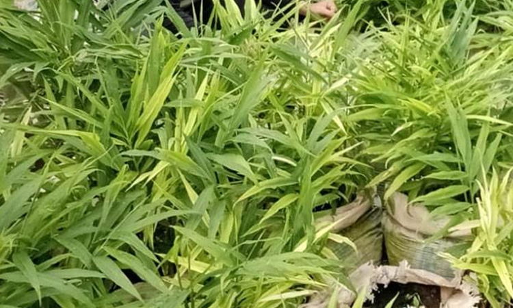 Ginger bag farming brings fresh income opportunities for Rajshahi farmers
