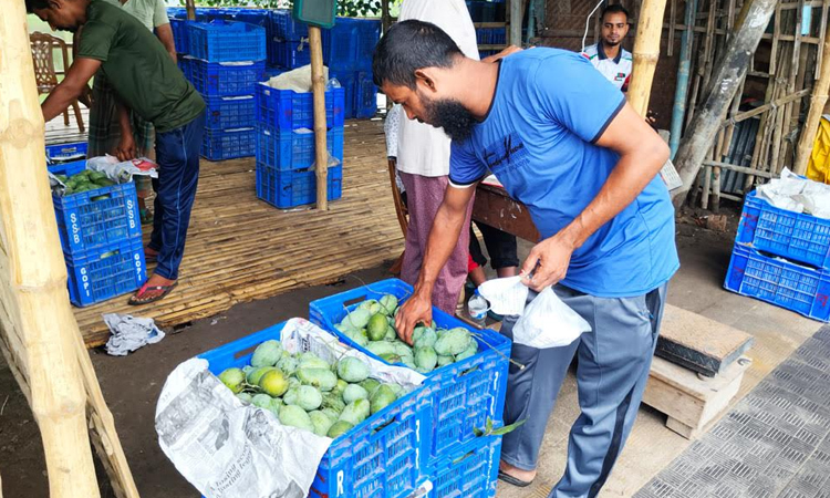Mango trading expedited amid high price on last leg of season