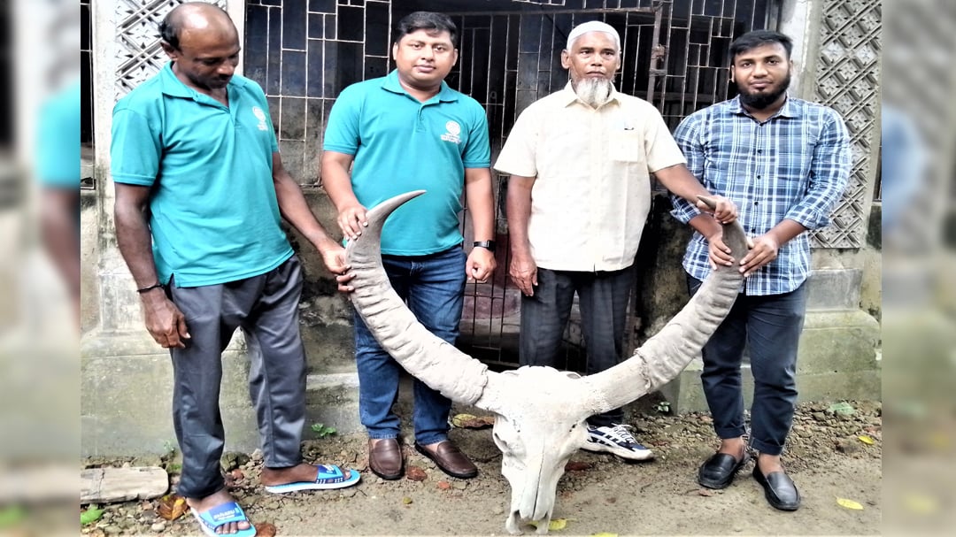 185-year-old wild buffalo horn handed over to Paharpur Museum