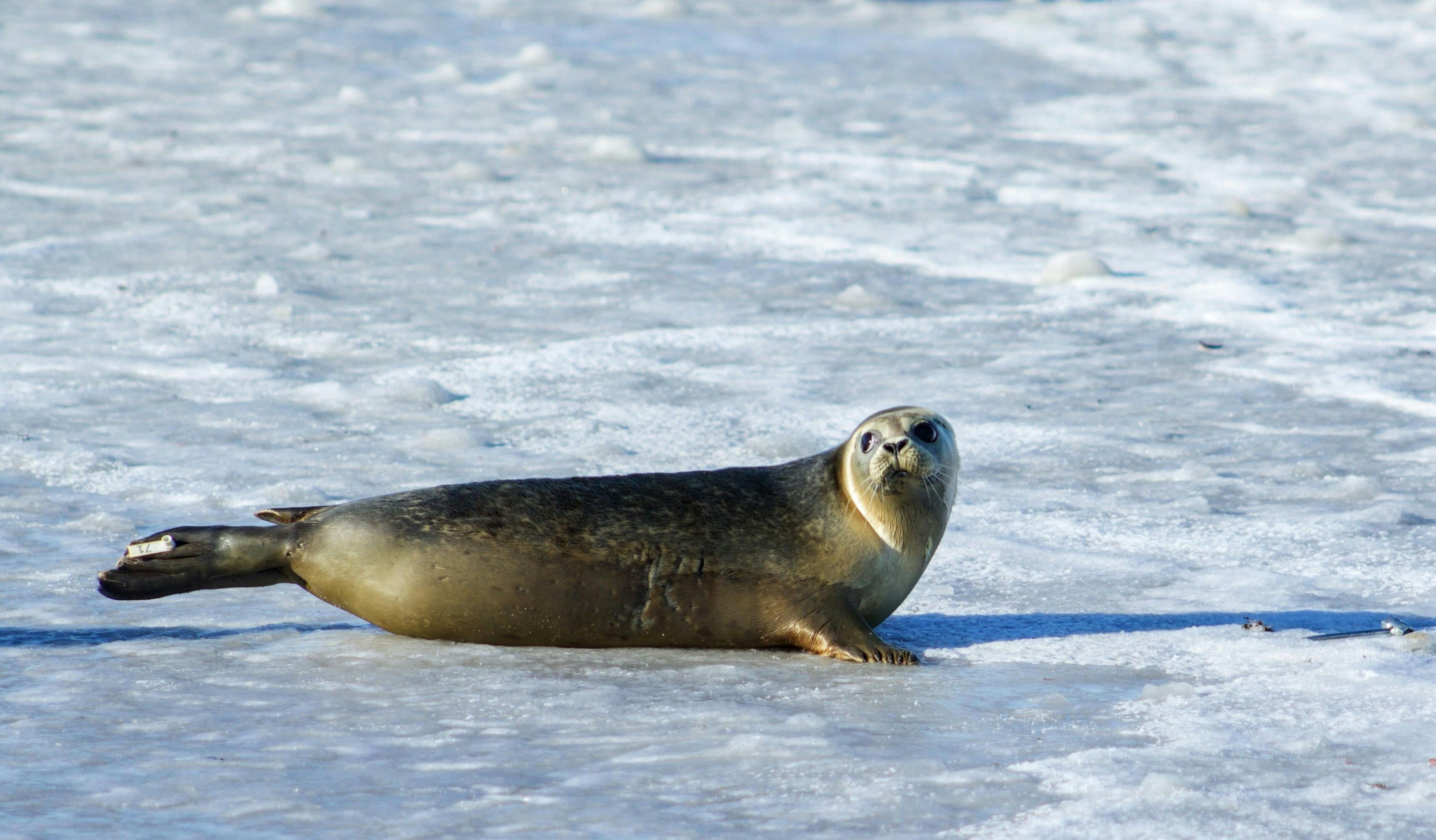 Seals sing 'otherworldly' songs structured like nursery rhymes