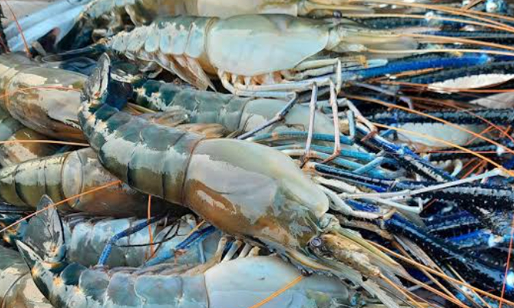 Bagerhat tops in lobster production 