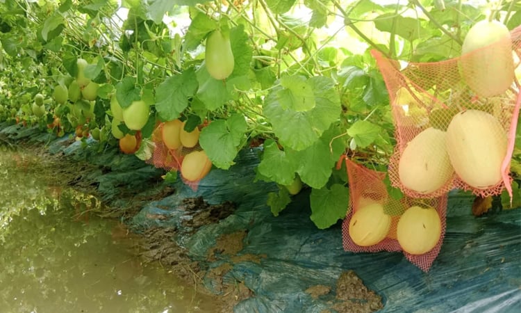 Cultivation of sammam in fallow land in Patuakhali