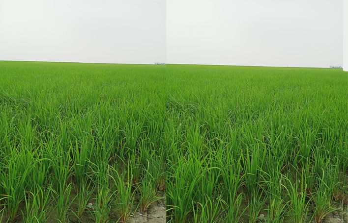 Aman cultivation going on in full swing in Manikganj