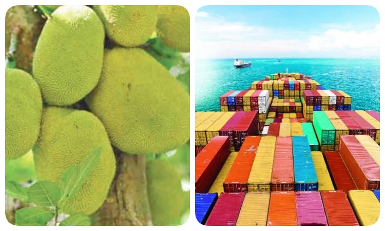 A ray of hope for jackfruit exports by sea