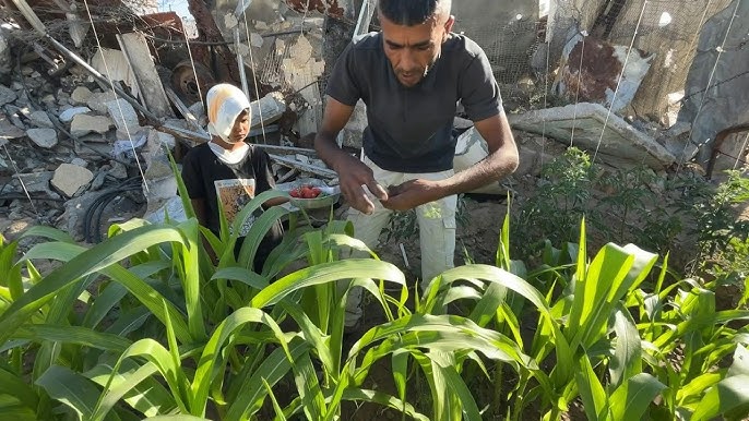Gaza farmer grows vegetables in tent city to 'survive another day'