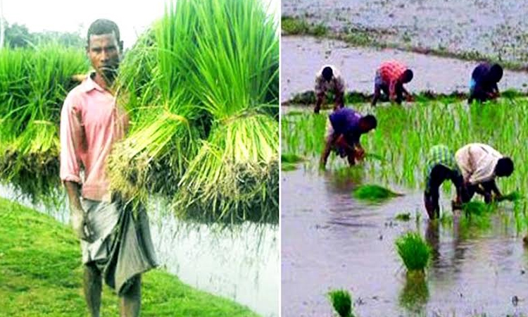 Rangpur farmers complete 76pc Aman seedling transplantation