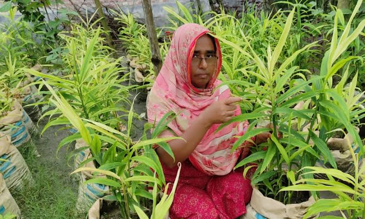 Reena becomes self-reliant through farming ginger in sacks