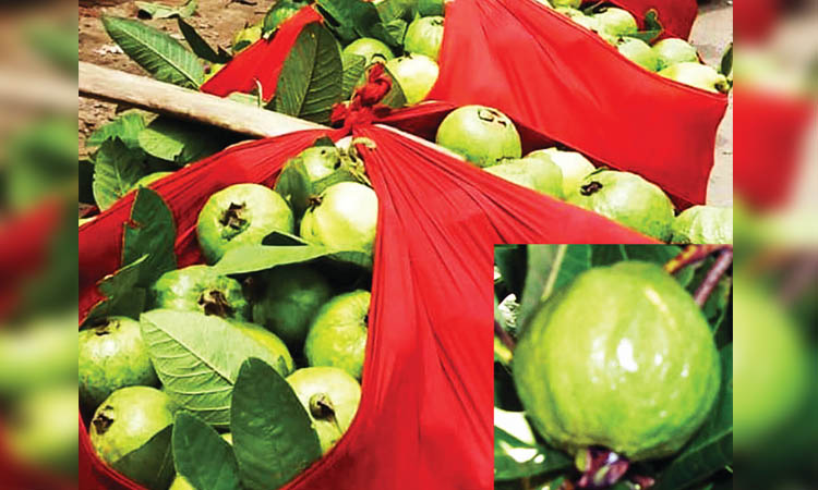 'Kanchan guava' starts arriving in markets, seasonal sales at Tk six crore 