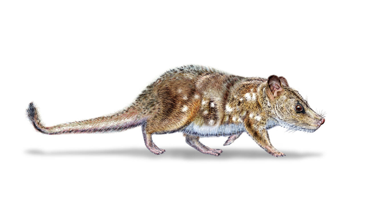 Scientists find 74-million-year-old mammal fossil in Chile