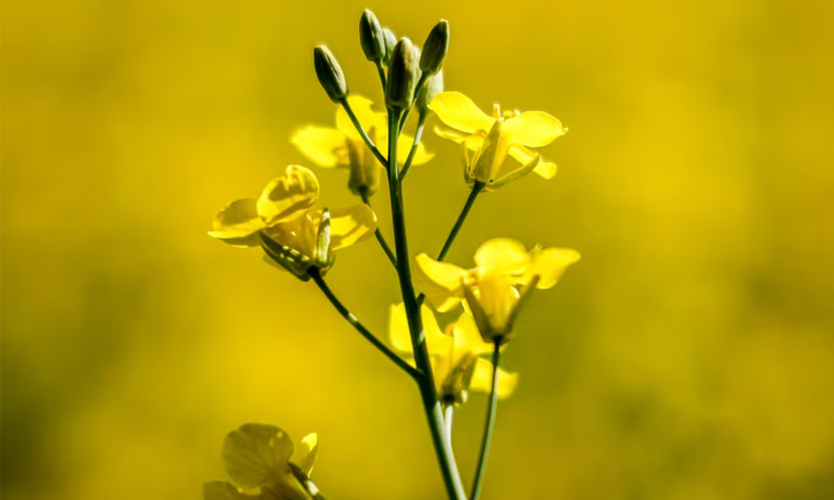 Canada says 'disappointed' at new China canola duties