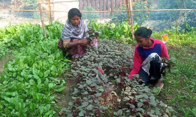 Homestead-nutritious vegetable farming gains momentum in rajshahi