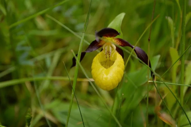150 species saved in England, but 'time running out' to halt decline