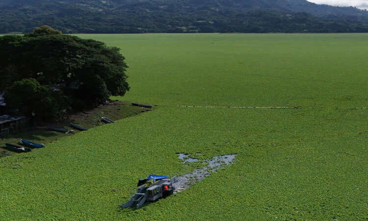 'Water lettuce' chokes tourism, fishing at El Salvador lake
