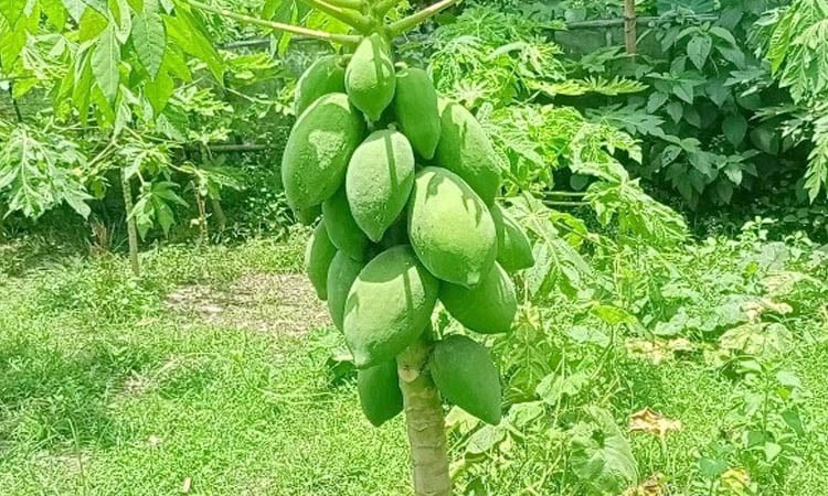 ‘Top Lady’ papaya farming: Story of a Dinajpur farmer's triumph 
