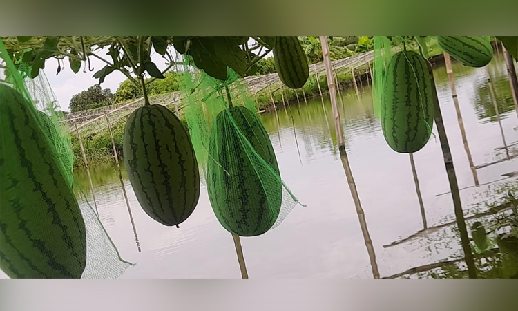 Bipasha Gain becomes self-reliant thru watermelon cultivation