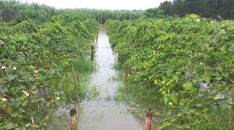 689 hectares of char crops submerged in Lalpur