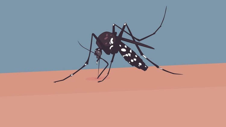 202 more dengue cases reported in 24 hours