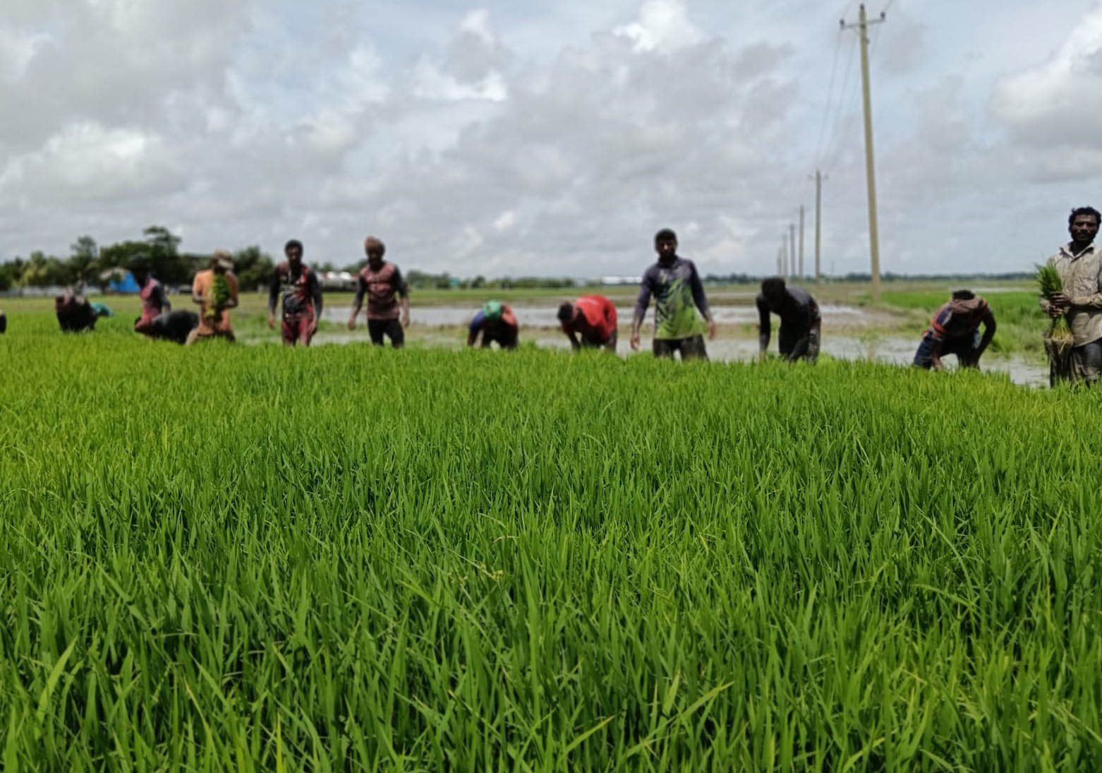 Aman cultivation in full swing in Kuakata
