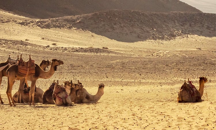 Tourism deal puts one of Egypt's last wild shores at risk