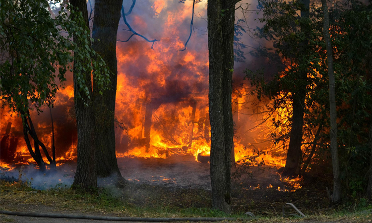 Wildfires scorch 30,000 more hectares in Spain