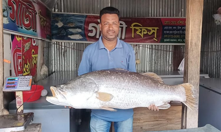 24 kg Coral fish caught in sea