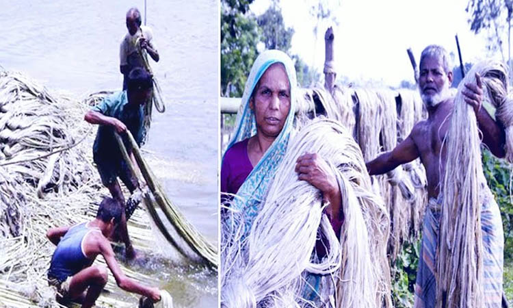 Profitable prices make jute growers happy in Rangpur region