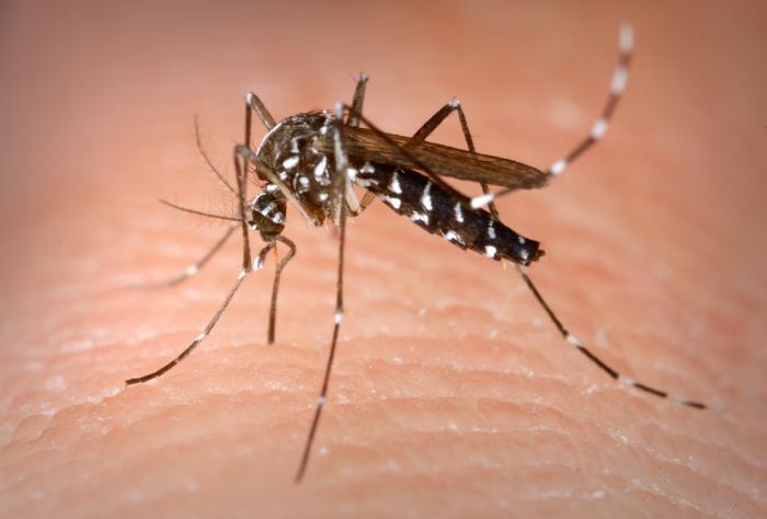 Record number of mosquito-borne disease outbreaks in Europe: health agency