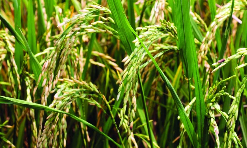 Khulna exceeds Boro paddy, rice procurement target 