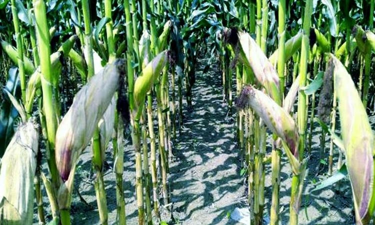 Rangpur farmers record 16.27-lakh tonnes of maize