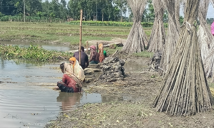 Farmers witnessing bumper jute harvest in Sherpur