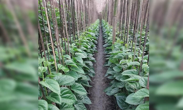 Sweet betel leaf boosts Rajshahi's economy