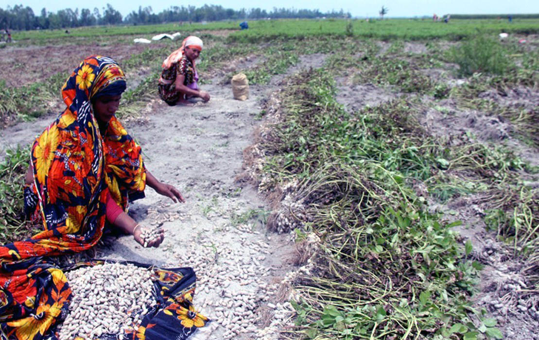Rangpur region farmers produce 23,012 tonnes of groundnut