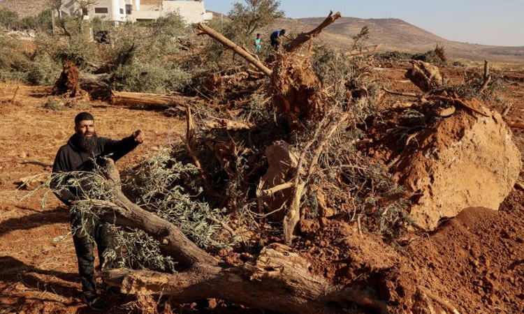 Israeli bulldozers uproot hundreds of trees in West Bank village